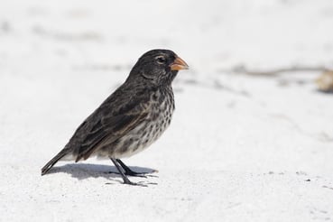 "Darwin finch" in the Galapagos 